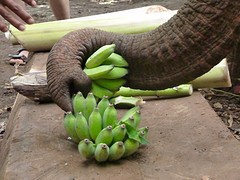 Bananen jatten