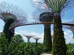 Groove trees