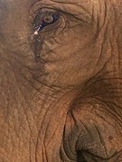 The eye