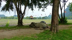 Buffels bij de tempel van King Dinh