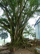 Spirit tree