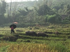 May in het rijstveld met haar buffalos