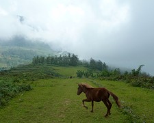 Los paard