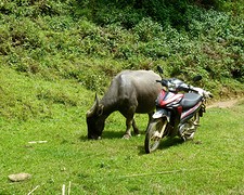 Buffalo met motor