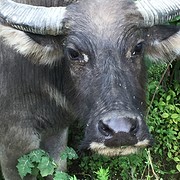 De buffalo