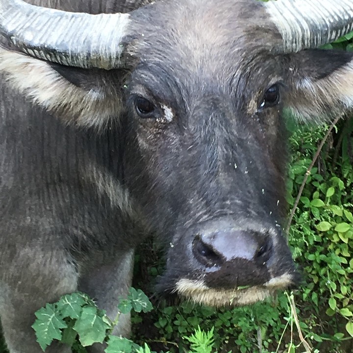 De buffalo