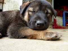 Te lief puppy bij Kha