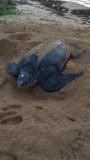 Leatherback
