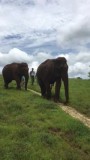 Wandelen met de olifanten