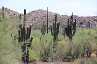 Van de Grand Canyon naar Phoenix