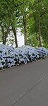 Hortensia-pracht