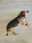 Stella