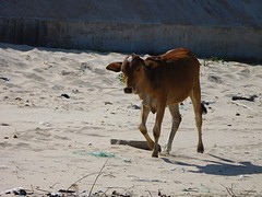 strandkoe