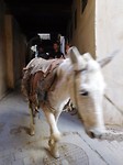 Medina transport