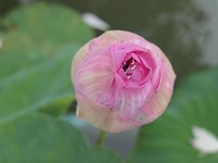 Lotus knop