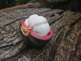mangosteen mmmmm
