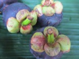 mangosteen