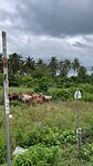 🐄 🐮 🐄