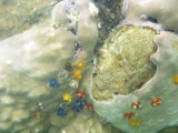 onder water dinges