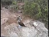 Galapagos Islands