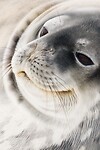 Dag 07 - Weddell Seal