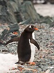 Dag 07 - Gentoo pinguïn