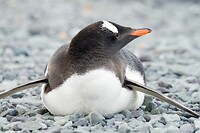 Dag 07 - Gentoo pinguïn