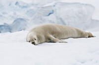 Dag 08 - seal