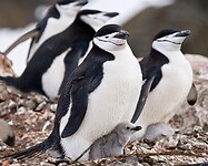 Dag 11 - Chinstrap pinguïns met hun jongen