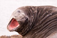 Dag 11 - Elephant Seal