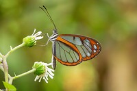 Dag 7 - Padilla Glasswing