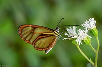 Dag 7 - Makrena clearwing