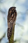 Dag 7 - Grijze reuzennachtzwaluw - Common Potoo