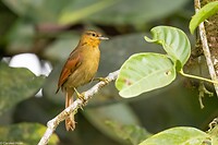 Dag 7 - Geelkapbladspeurder - Buff-fronted Foliage-gleaner