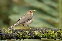 Dag 7 - Ecuadorlijster - Ecuadorean Thrush