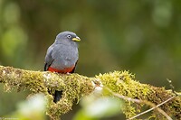 Dag 7 - Blauwstaarttrogon - Blue-tailed Trogon -v