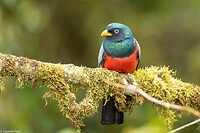 Dag 7 - Blauwstaarttrogon - Blue-tailed Trogon -m