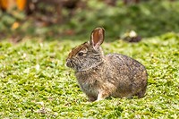 Dag 8 - Andean tapeti - Andean cottontail