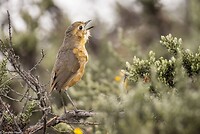 Dag 8 - Bergmierpitta - Tawny Antpitta