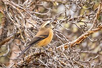 Dag 8 - Bruinrugtapuittiran - Brown-backed Chat-Tyrant