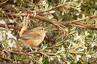 Dag 8 - Graswinterkoning - Sedge Wren
