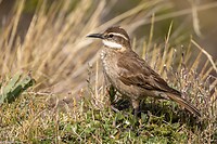 Dag 8 - Grootsnavelwipstaart - Stout-billed Cinclodes