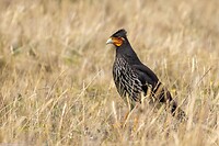 Dag 8 - Lelcaracara - Carunculated Caracara