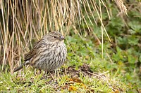 Dag 8 - Loodkleurige sierragors - Plumbeous Sierra-Finch