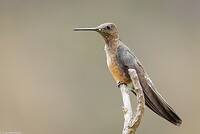 Dag 8 - Reuzenkolibrie - Giant Hummingbird