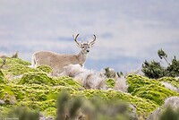 Dag 8 - Witstaarthert - White-tailed deer