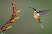 Dag 10 - Taankleurige heremietkolibrie - Tawny-bellied Hermit
