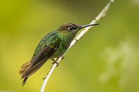 Dag 10 - Violetborstbriljantkolibrie - Violet-fronted Brilliant-2