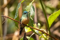 Dag 03 - Langstaartnimf (v) - Long-tailed Sylph (f)