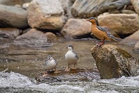 Dag 03 - Bergbeekeend (v + juv) - Torrent Duck (f + juv)